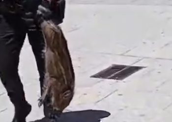 Un pequeño jabalí se pasea por Peñaranda hasta que la Policía Local lo ha capturado y devuelto esta mediodía a su hábitat natural