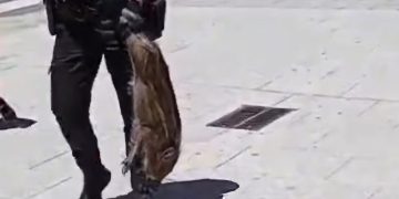 Un pequeño jabalí se pasea por Peñaranda hasta que la Policía Local lo ha capturado y devuelto esta mediodía a su hábitat natural