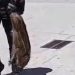 Un pequeño jabalí se pasea por Peñaranda hasta que la Policía Local lo ha capturado y devuelto esta mediodía a su hábitat natural
