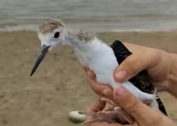 El pollo de cigüeñela salvado por un voluntario del centro Las Dunas y que ha vuelto a su hábitat natural en el azud de Riolobos