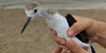 El pollo de cigüeñela salvado por un voluntario del centro Las Dunas y que ha vuelto a su hábitat natural en el azud de Riolobos