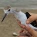 El pollo de cigüeñela salvado por un voluntario del centro Las Dunas y que ha vuelto a su hábitat natural en el azud de Riolobos