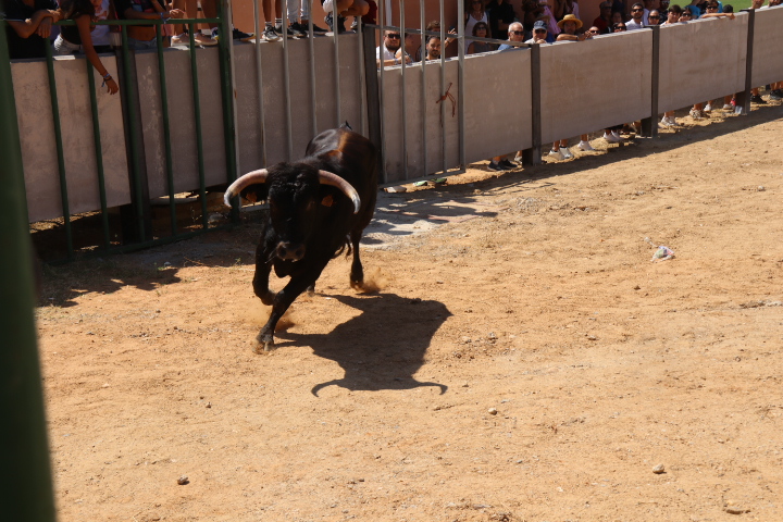 IMG 0009 1