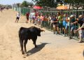 Babilafuente vive su primer encierro taurino en las fiestas de agosto y reúne a los aficionados en la zona de la plaza de toros