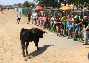 Babilafuente vive su primer encierro taurino en las fiestas de agosto y reúne a los aficionados en la zona de la plaza de toros