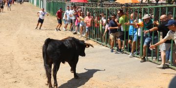 Babilafuente vive su primer encierro taurino en las fiestas de agosto y reúne a los aficionados en la zona de la plaza de toros