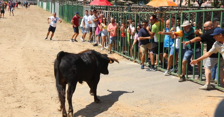 Babilafuente vive su primer encierro taurino en las fiestas de agosto y reúne a los aficionados en la zona de la plaza de toros