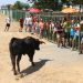 Babilafuente vive su primer encierro taurino en las fiestas de agosto y reúne a los aficionados en la zona de la plaza de toros