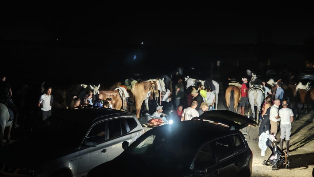caballos 14