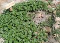 Indignación en Santiago de la Puebla: desaparecen cinco de los árboles frutales que se plantaron en el entorno del río Margañán
