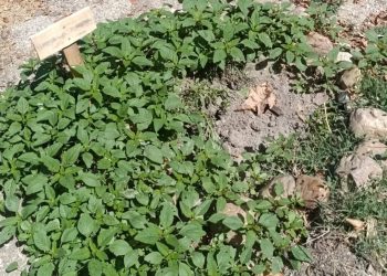 Indignación en Santiago de la Puebla: desaparecen cinco de los árboles frutales que se plantaron en el entorno del río Margañán
