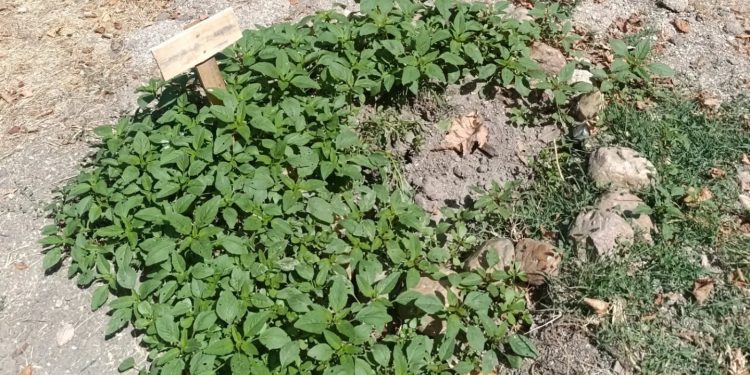 Indignación en Santiago de la Puebla: desaparecen cinco de los árboles frutales que se plantaron en el entorno del río Margañán
