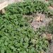 Indignación en Santiago de la Puebla: desaparecen cinco de los árboles frutales que se plantaron en el entorno del río Margañán