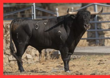 «Alarmista» devolverá mañana la tradición taurina a Macotera como gran protagonista de la capea vespertina en la plaza de toros