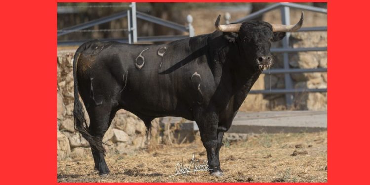 «Alarmista» devolverá mañana la tradición taurina a Macotera como gran protagonista de la capea vespertina en la plaza de toros