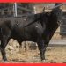 «Alarmista» devolverá mañana la tradición taurina a Macotera como gran protagonista de la capea vespertina en la plaza de toros