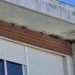 Quejas por la destrucción de una colonia de aviones comunes en el edificio del antiguo instituto Tomás y Valiente de Peñaranda
