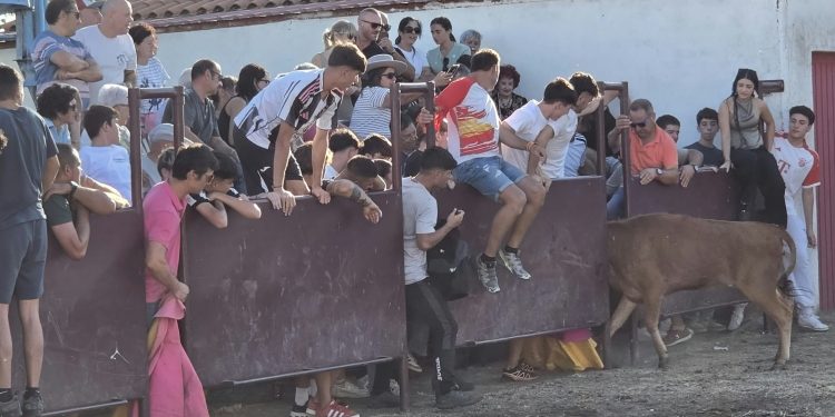 Nava de Sotrobal disfruta de una tarde de sol, emoción y algún susto en la capea celebrada en la plaza rectangular del Calvario