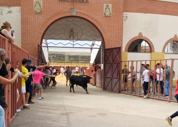 El IV Toro Virgen de la Encina deja en Macotera emoción, riesgo y algún que otro susto durante el recorrido de «Alarmista»