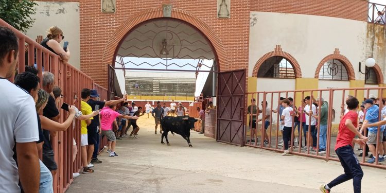 El IV Toro Virgen de la Encina deja en Macotera emoción, riesgo y algún que otro susto durante el recorrido de «Alarmista»