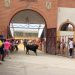 El IV Toro Virgen de la Encina deja en Macotera emoción, riesgo y algún que otro susto durante el recorrido de «Alarmista»