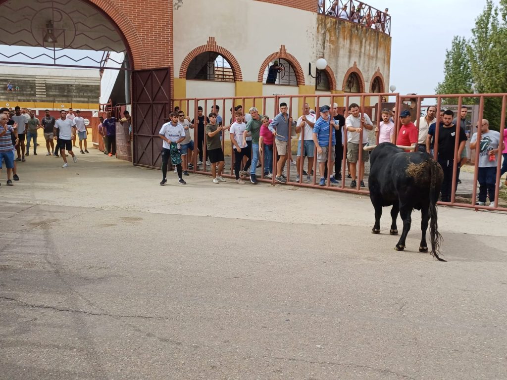 toro 19
