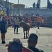 Villoria vive una intensa mañana con doble alborada y un encierro tradicional que ha reunido a vecinos y visitantes en el recorrido