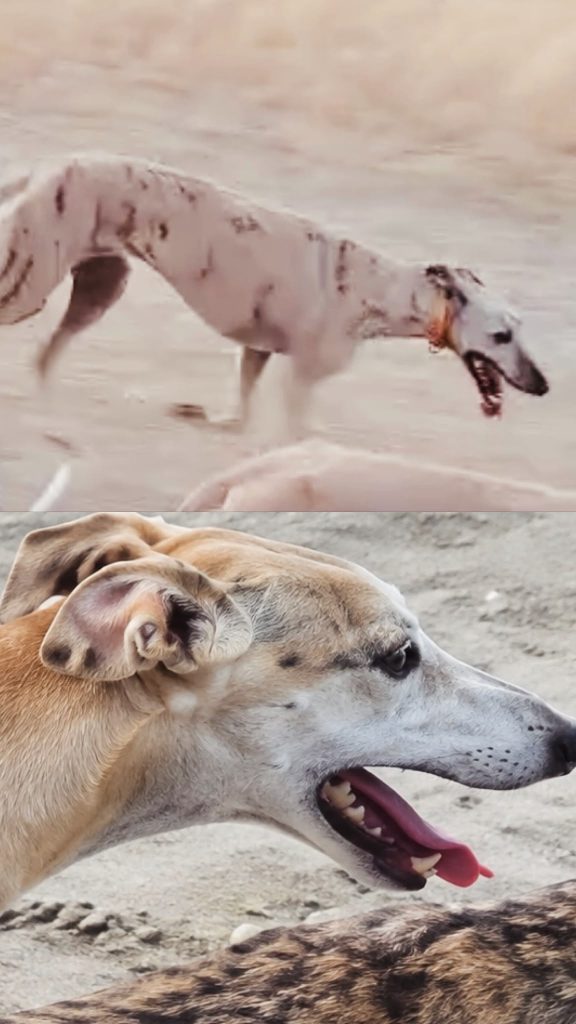 galgos 31