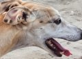 Tres encapuchados asaltan de madrugada una nave en Paradinas de San Juan y roban dos galgos: el dueño da la voz de alarma