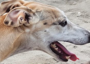 Tres encapuchados asaltan de madrugada una nave en Paradinas de San Juan y roban dos galgos: el dueño da la voz de alarma