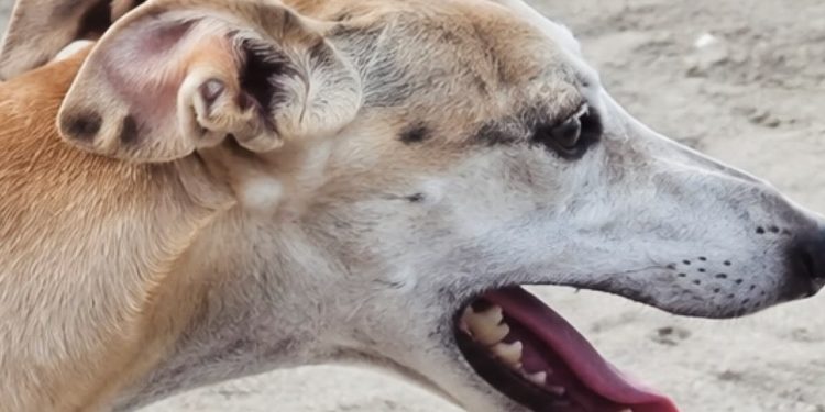 Tres encapuchados asaltan de madrugada una nave en Paradinas de San Juan y roban dos galgos: el dueño da la voz de alarma