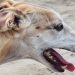 Tres encapuchados asaltan de madrugada una nave en Paradinas de San Juan y roban dos galgos: el dueño da la voz de alarma