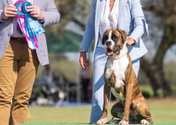 Nazario de los Infanzones triunfa en dos de las competiciones caninas más prestigiosas celebradas en Alemania e Italia