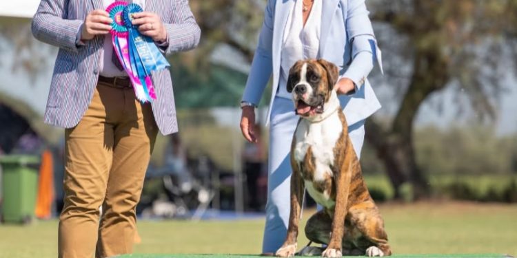 Nazario de los Infanzones triunfa en dos de las competiciones caninas más prestigiosas celebradas en Alemania e Italia